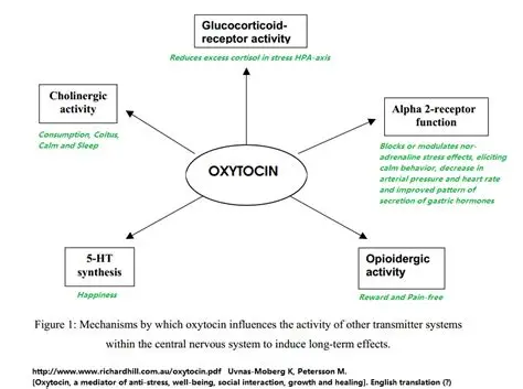 Oxytocin Acetate Research Results for Stress Modulation